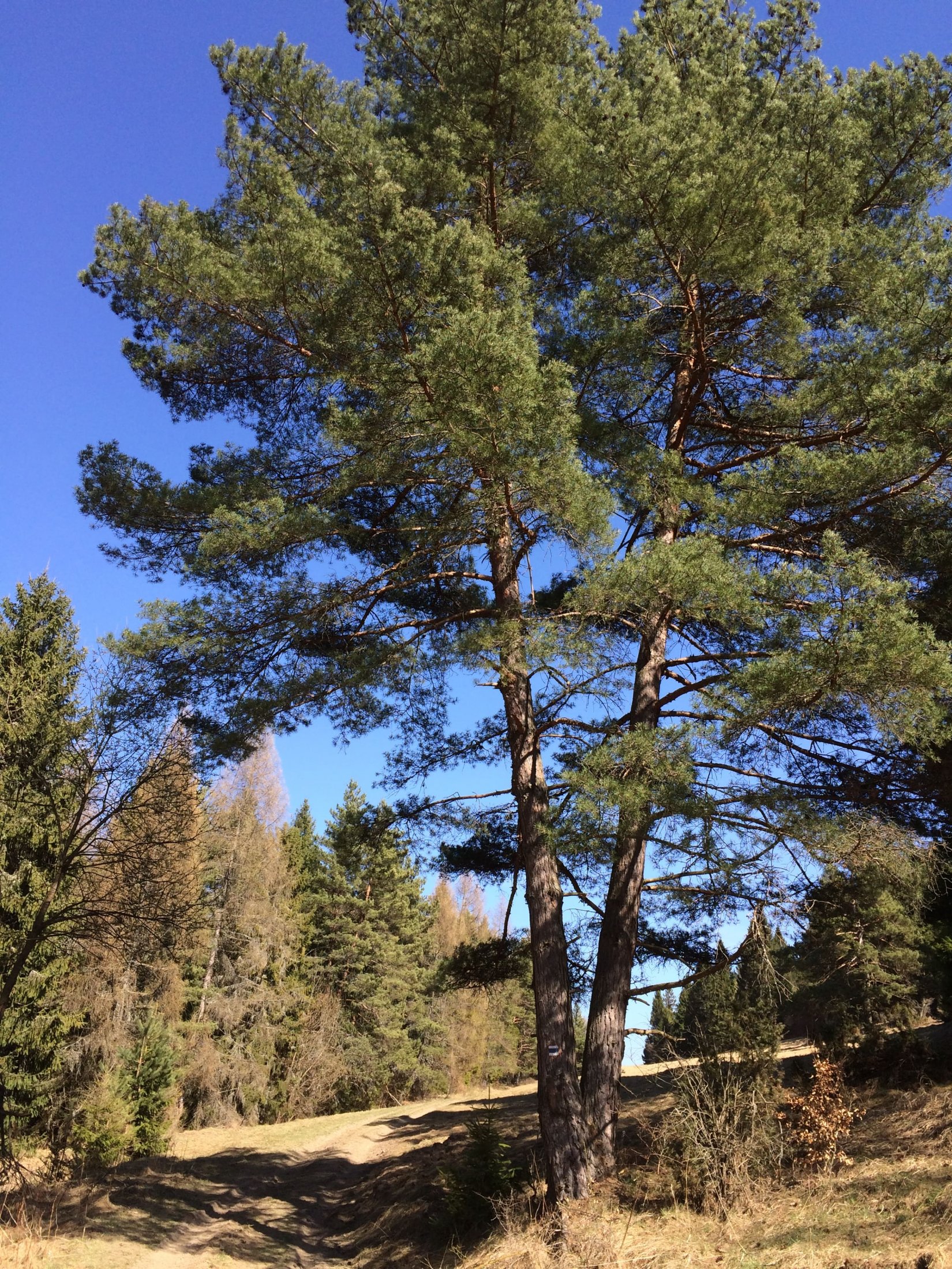 Turistické značenie popri Lysej hore