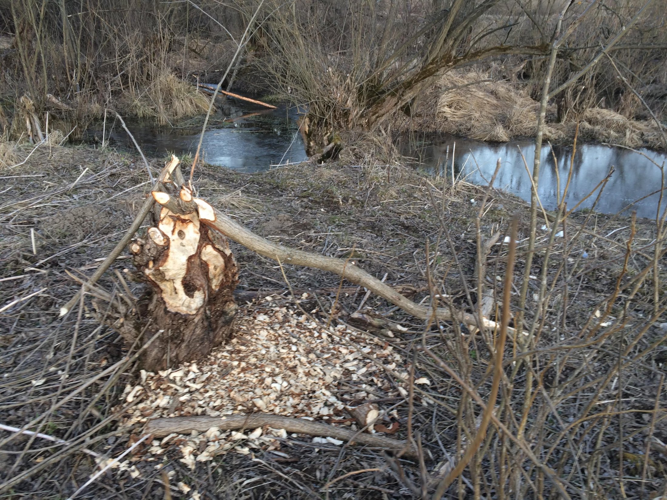 Zvyšky vŕby